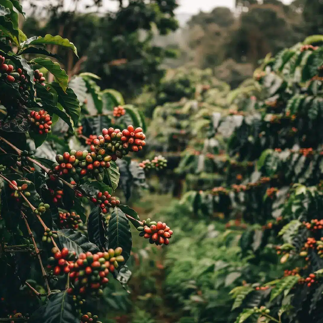 Plantatie de cafea in Tanzania - Cafea de specialitate